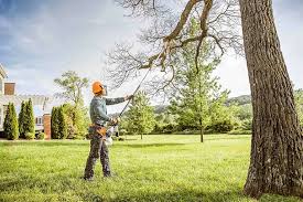 Best Tree Disease Treatment  in Harbison Nyon, CA